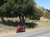 CBR954 and Oak Tree