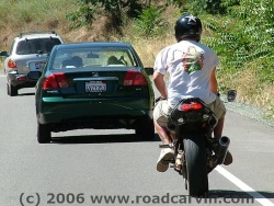 Squid sighted 7/2/2005 on Highway 26 - close up