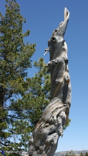 Twisted Dead Tree: This dead tree's twisted trunk is evidence of many harsh winters.